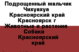 Подрощенный мальчик Чихуахуа - Красноярский край, Красноярск г. Животные и растения » Собаки   . Красноярский край